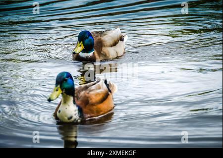 À Amsterdam, deux colverts naviguent sur un étang. Le mâle, avec une tête verte vibrante et un bec jaune, se distingue à côté de la femelle marron marquée avec Banque D'Images