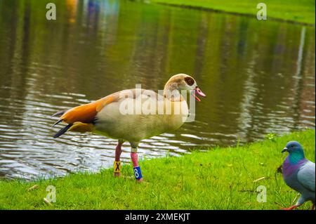 À Amsterdam, un canard colvert avec une tête vive et irisée et un long bec orange repose sur l'herbe à côté d'un étang, rejoint par un pigeon gris avec un Banque D'Images