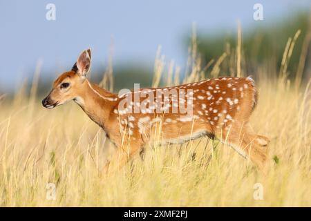 Fauve de cerf à queue blanche marchant dans de grandes herbes jaunes en été Banque D'Images