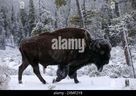 Bison américain Buffalo dans une tempête de neige Banque D'Images