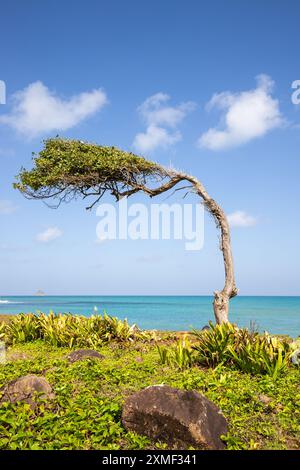 Nature D'Une manière spéciale, les arbres poussent avec le vent, Un arbre unique pousse sur un espace ouvert au bord de la mer. Caraïbes à pointe Allègret, Guadeloupe, Français an Banque D'Images