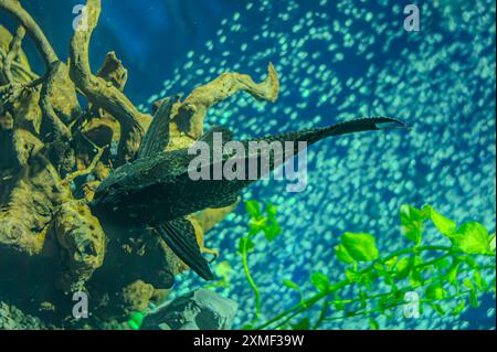 Pleco poisson assis sous une feuille d'échinodore dans l'aquariumon. Hypostomus plecostomus, également connu sous le nom de poisson-chat à bouche de succion ou pleco commun, est un f tropical Banque D'Images