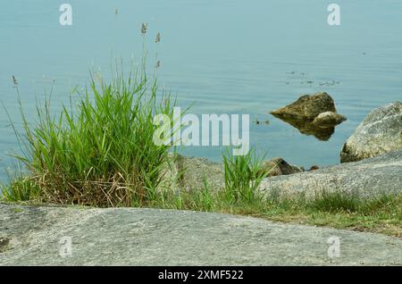 Dalle de pierre et une touffe de plantes vertes au bord de la mer à la mer Baltique dans le sud de la Suède. Banque D'Images