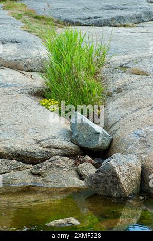 Dalle de pierre et une touffe de plantes vertes au bord de la mer à la mer Baltique dans le sud de la Suède. Banque D'Images