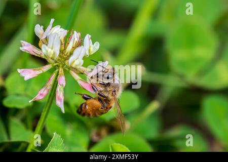 Abeille de miel sur fleur de trèfle. La conservation des insectes et de la nature, la préservation de l'habitat et le concept de jardin de fleurs dans la cour arrière Banque D'Images