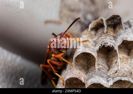 Nid de guêpes de papier nordique et œufs. La conservation des insectes et de la nature, la préservation de l'habitat et le concept de jardin de fleurs dans la cour arrière. Banque D'Images