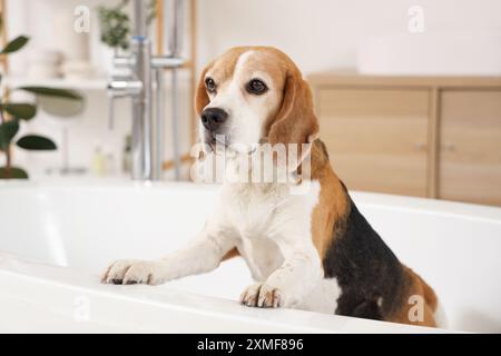 Chien Beagle mignon prenant le bain à la maison Banque D'Images