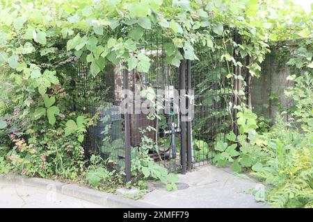 28 juillet 2024, quartier Shinjuku, Tokyo, Japon, installations de drainage dans un parc enchevêtré avec du lierre. Banque D'Images