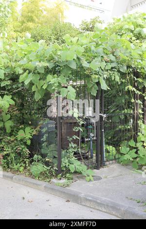 28 juillet 2024, quartier Shinjuku, Tokyo, Japon, installations de drainage dans un parc enchevêtré avec du lierre. Banque D'Images