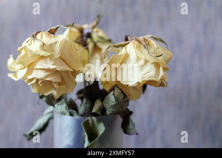 rose jaune sur un fond en bois Banque D'Images