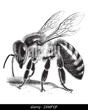 Illustration vectorielle de style de gravure vintage d'une abeille de miel, dessin détaillé de style gravure sur bois sur fond blanc Illustration de Vecteur