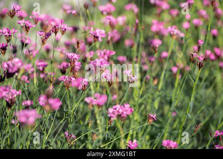 Œillets roses chartreux sauvages (Dianthus carthusianorum) poussant dans un champ. Banque D'Images