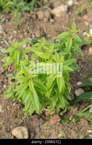 Buisson de verveine citronnée ou brosse à abeilles (Aloysia citridora). Banque D'Images