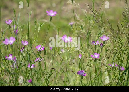 Fleur de coques de maïs (Agrostemma githago) dans un pré. Banque D'Images