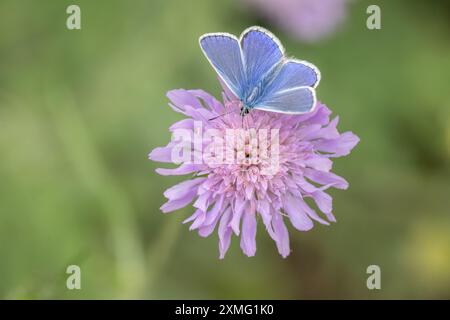 Papillon bleu commun (Polyommatus icarus) sur un gale (Knautia arvensis). Banque D'Images