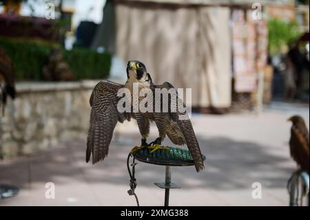 Gros plan d'un faucon pèlerin, ailes partiellement déployées, perchées à l'extérieur. Capture la beauté et la force de ce majestueux oiseau de proie. Banque D'Images