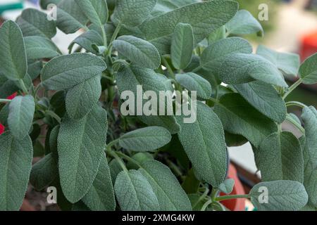 la sauge (salvia officinalis) est une plante herbacée vivace appartenant à la famille des Lamiaceae. La sauge est très appréciée tant en cuisine pour ses intenses Banque D'Images