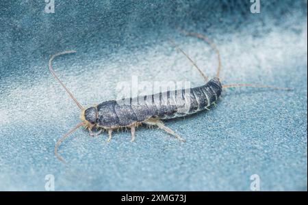 Un Silverfish, Lepisma saccharinum sur le sol, insecte courant sur le sol. Banque D'Images