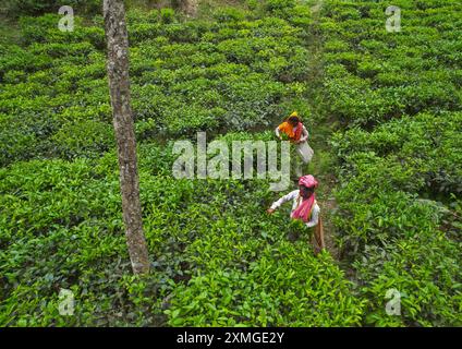 Vue aérienne de femmes cueillant des feuilles de thé dans une plantation de thé, Sylhet Division, Kamalganj, Bangladesh Banque D'Images