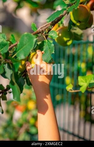 La main d'un enfant cueille une pomme d'une branche d'arbre. Banque D'Images