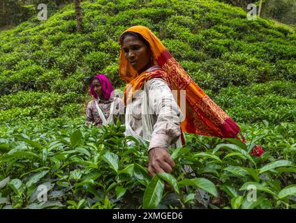 Femmes cueillant des feuilles de thé dans une plantation de thé, Sylhet Division, Kamalganj, Bangladesh Banque D'Images