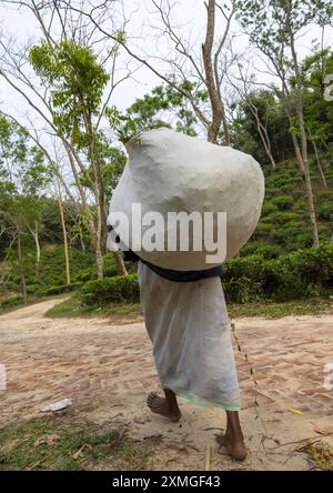 Homme bangladais transportant un grand sac de feuilles de thé, Division de Sylhet, Kamalganj, Bangladesh Banque D'Images