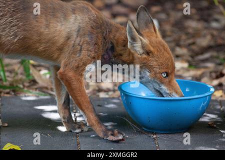 Clapham, Londres. Météo britannique, 27 juillet 2024 : alors que le temps chaud atteint le sud de l'Angleterre pour les prochains jours, les animaux sauvages apprécient un bol d'eau fraîche à boire. Ce renard appartient à une famille vivant dans un jardin à Clapham, au sud de Londres. Crédit : Anna Watson/Alamy Live News Banque D'Images