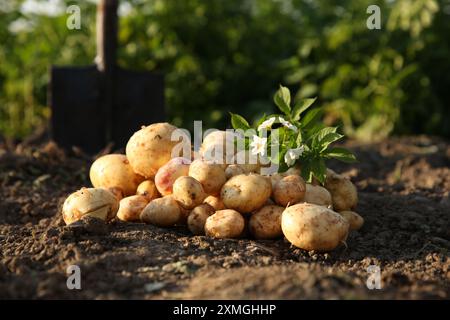 Pommes de terre fraîches mûres, feuilles vertes et fleurs à l'extérieur Banque D'Images