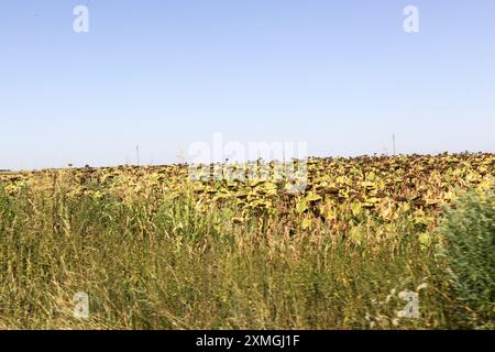 Une récolte de tournesols s'est asséchée dans un champ dans l'ouest de la Roumanie le 27 juillet 2024. Une vague de chaleur combinée à un déficit pluvieux persistant a lourdement pesé sur les récoltes d'été et entravé la croissance de la production, frappant les approvisionnements mondiaux et poussant les prix à la hausse. (Photo : Alexandra Buxbaum/Sipa USA) Banque D'Images