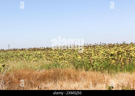 Une récolte de tournesols s'est asséchée dans un champ dans l'ouest de la Roumanie le 27 juillet 2024. Une vague de chaleur combinée à un déficit pluvieux persistant a lourdement pesé sur les récoltes d'été et entravé la croissance de la production, frappant les approvisionnements mondiaux et poussant les prix à la hausse. (Photo : Alexandra Buxbaum/Sipa USA) Banque D'Images