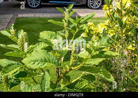 Pokeweed indien poussant dans le jardin Banque D'Images