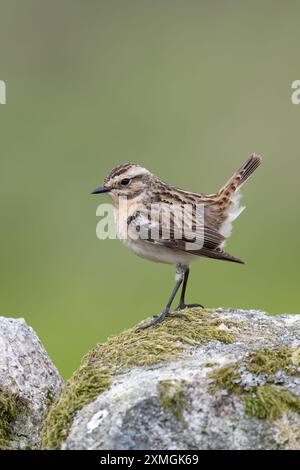 Femelle Whinchat (Saxicola rubetra) à la recherche d'insectes sur un mur de pierre sèche Banque D'Images