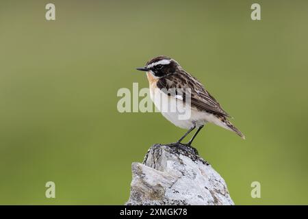 Mâle Whinchat (Saxicola rubetra) à la recherche d'insectes sur un mur de pierre sèche Banque D'Images