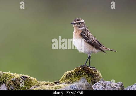 Femelle Whinchat (Saxicola rubetra) à la recherche d'insectes sur un mur de pierre sèche Banque D'Images