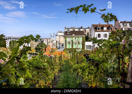 FRANCE. PARIS (75) 18E ARRONDISSEMENT. 90E ANNIVERSAIRE DE LA FÊTE DES VENDANGES DE MONTMARTRE LE 14 OCTOBRE 2023. LE VIGNOBLE DU 'CLOS MONTMARTRE' Banque D'Images