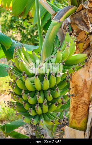 Bouquet de bananes dans un jardin sur le toit, jardin potager, prêt pour la cueillette Banque D'Images