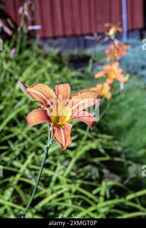 Belles fleurs de Daylily orange (hemercorallis) dans un jardin rustique Banque D'Images