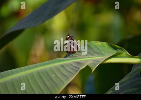 ver, faune, millipèdes, cambodge, asie, animal, biologie, bug, jambe, invertébré, animaux, fond, beau, noir, centipèdes, proche, proche Banque D'Images