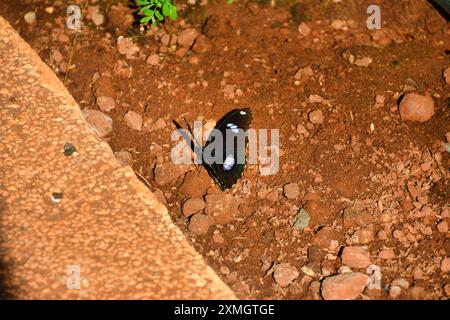 ver, faune, millipèdes, cambodge, asie, animal, biologie, bug, jambe, invertébré, animaux, fond, beau, noir, centipèdes, proche, proche Banque D'Images