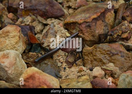 Un géant Millipede Blanc marchant sur le poteau en bois. cambodge Banque D'Images