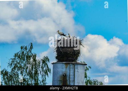 Cigognes perchées dans un grand nid au sommet d'un poteau, avec un fond d'un ciel bleu clair et quelques nuages éparpillés. Banque D'Images