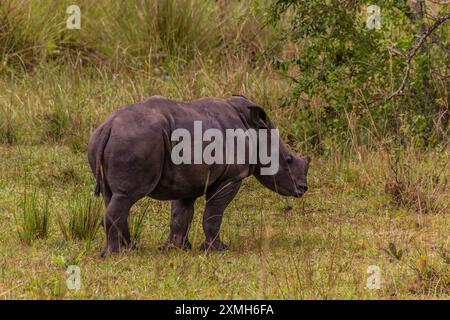 Rhinocéros blancs du sud (Ceratotherium simum simum) dans le sanctuaire des rhinocéros Ziwa, Ouganda Banque D'Images