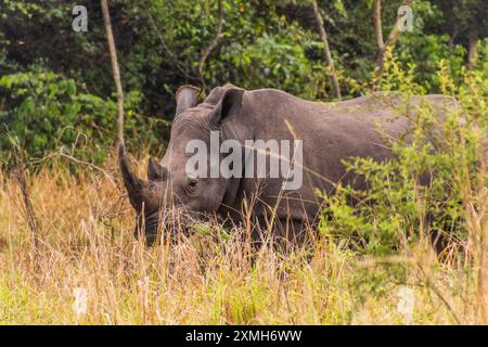 Rhinocéros blancs du sud (Ceratotherium simum simum) dans le sanctuaire des rhinocéros Ziwa, Ouganda Banque D'Images