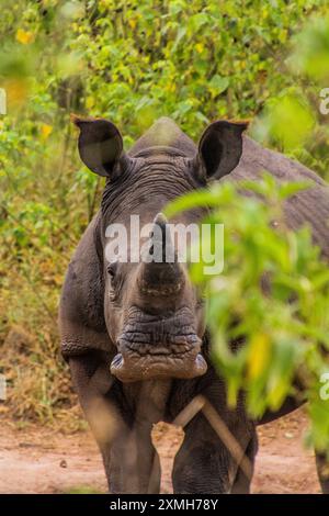 Rhinocéros blancs du sud (Ceratotherium simum simum) dans le sanctuaire des rhinocéros Ziwa, Ouganda Banque D'Images