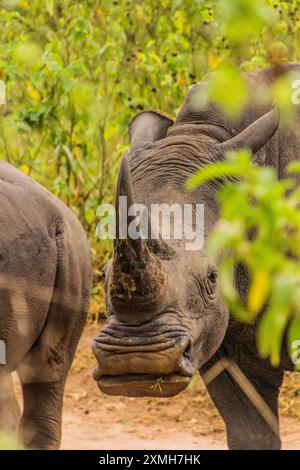 Rhinocéros blancs du sud (Ceratotherium simum simum) dans le sanctuaire des rhinocéros Ziwa, Ouganda Banque D'Images