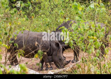 Rhinocéros blancs du sud (Ceratotherium simum simum) dans le sanctuaire des rhinocéros Ziwa, Ouganda Banque D'Images