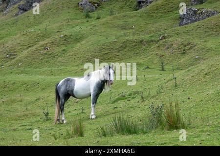 Un poney ou un épi de montagne gallois noir et blanc sur une colline couverte d'herbe dans le parc national de Brecon Beacons, au pays de Galles Banque D'Images