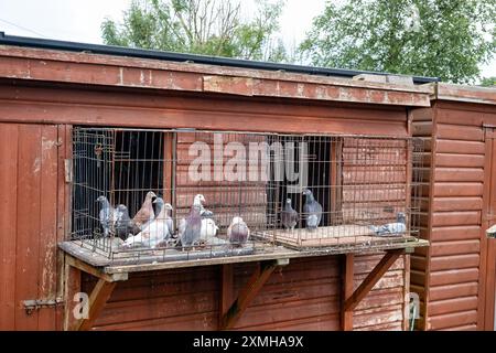 Troupeau de pigeons homing, Racing ou Carrier Columba Livia domestica reposant dans un loft de pigeons en bois dans le jardin arrière d'une maison domestique Banque D'Images