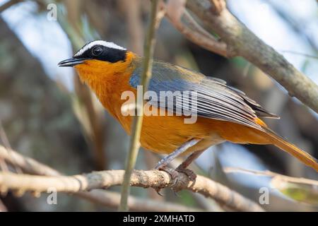 Robin-chat à sourcils blancs ou Robin de Heuglin, (Cossypha heuglini) dans le parc national de Kruger, en Afrique du Sud Banque D'Images