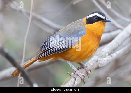 Robin-chat à sourcils blancs ou Robin de Heuglin, (Cossypha heuglini) dans le parc national de Kruger, en Afrique du Sud Banque D'Images